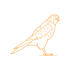 Animals Birds Of Prey American Kestrel Sticker Outline Svg File, Free Vectors File